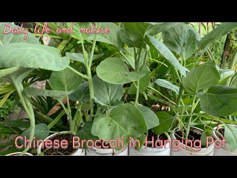 , title : 'How To Grow Chinese Broccoli | Growing Gai Lan in Hanging Pot | Daily Life and Nature'