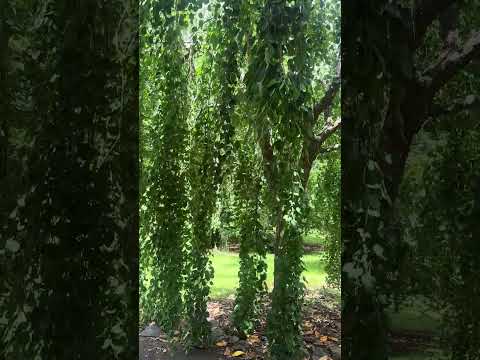 Cercidiphyllum japonicum Pendulum 