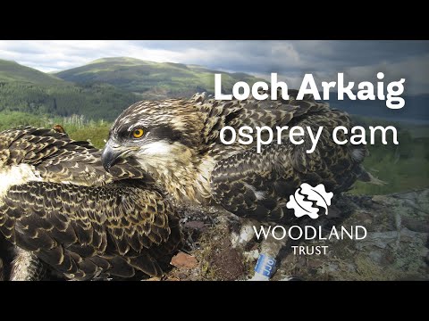 Arkaig osprey chick feeds itself - Loch Arkaig Osprey Cam (2020)