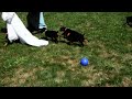 Doberman Pinscher dogs for sale: Kendra - Video 1