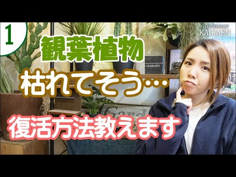 トゥジャが乾燥して葉が黄色くなったのはなぜですか?すべては自然に緑色を取り戻すためです。  庭園