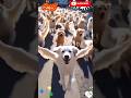 Dogdance Dog Dance Chikendance Chicken Catdance Cat Dance Chikensong Viral Funny Monkey Cimedy