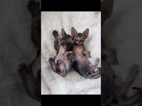 Tiger Cub Sphynx Kitten Twins