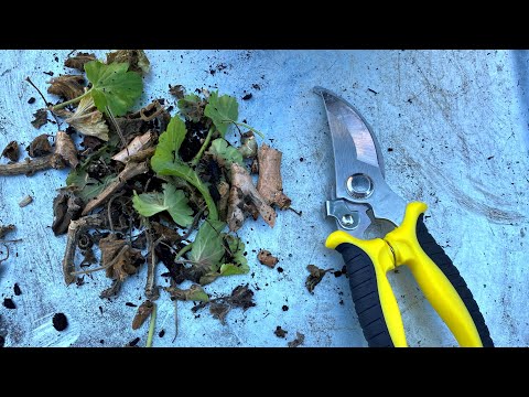 Over-winter A Geranium (4K) - March 17, 2024