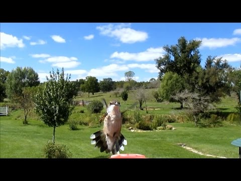 Hummingbird Stung by Wasp Close Up - Slow Motion HD