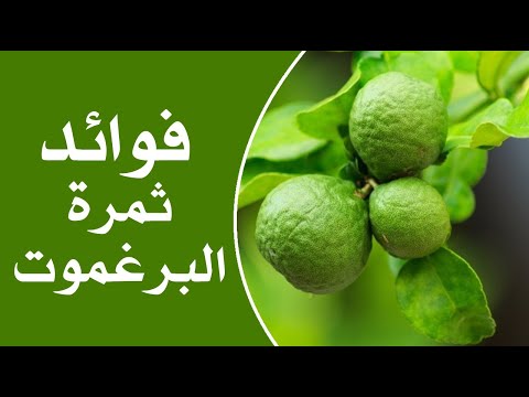 ما هي فوائد ثمرة البرغموت ؟