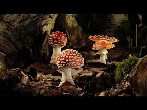 Woodland fungi growing time lapses. Fly agaric, Shaggy ink and Earthstar