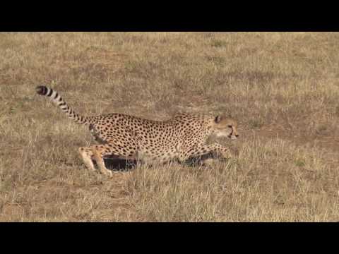 Cheetah Run @ CCF Namibia