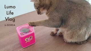 [韓国生活vlog] ダイソーの洗濯機で洗濯する日本人主婦のぼっちな休日 / 猫との海外暮らし