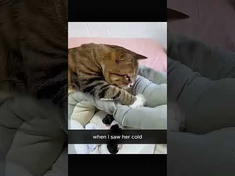 Kasih Sayang Seorang Pria Yg Menyelamatkan Anak Anjing