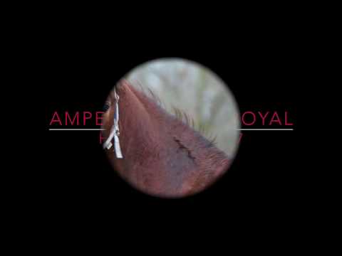 Hengst geb. 2017 Ampere x Rubin Royal