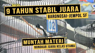 Download lagu 9 YEARS OLD MURAI BATU BARONGSAI MR HARY JEMPOL SF TASIKMALAYA IS STABLE! REMOVED TREATMENT mp3