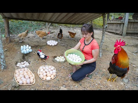 Harvest A Lot Of Chicken Eggs Go To Market Sell - Plant new corn crop, off grid | Nhất New Life
