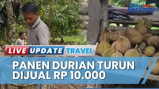 Panen Durian Serentak Picu Faktor Penurunan Hasil di Kekuyang, Petani Rela Buka Jasa Antar Buah