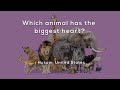 Which animal has the biggest heart?