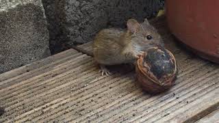 Garten  - ein Lebensraum für Insekten, Vögel und Tiere