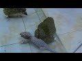 The Bullfrogs Vs Gecko VS GAMPAMA WARNING LIVE FEEDING