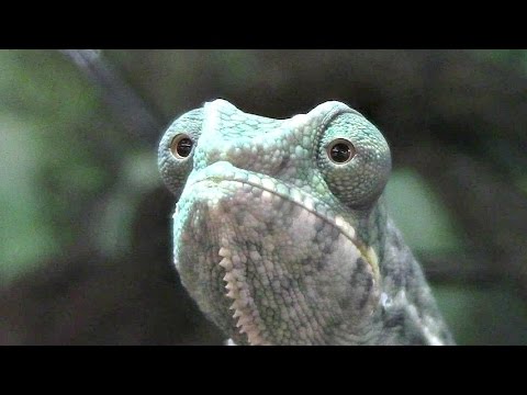 Chameleon Pi Rabid Showroom