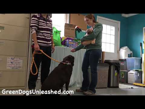 Cajun, an adopted Labrador Retriever Mix in Troy, VA_image-1