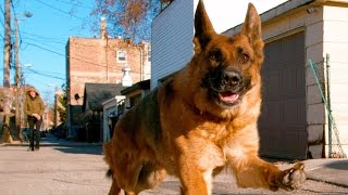 German Shepherd Dog Running In 4K Slow Motion ( Alsatian Shepherd Dog )