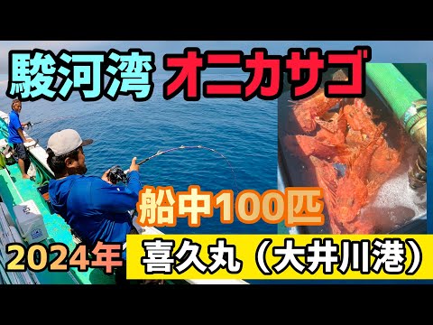[Suruga Bay Scorpionfish] Kikumaru, Oigawa Port, 2024 #86