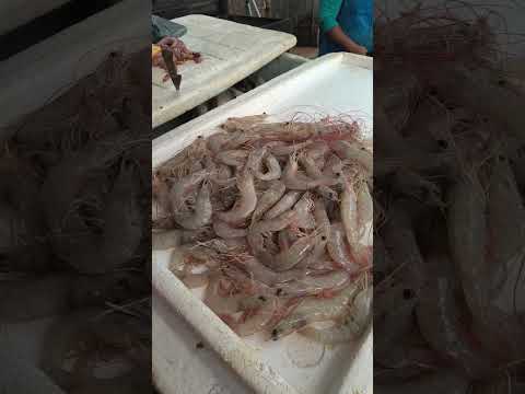 feira da Raposa na cidade de Raposa MA #fe #reflexão #frasemotivacao