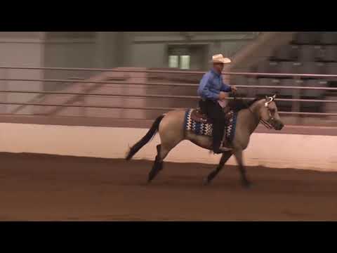 190913 Novice Horse Open Matt Goodman on Spooks Gota Blonde