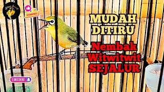 Download lagu Masteran pleci nembak witwitwit panjang sejalur mp3