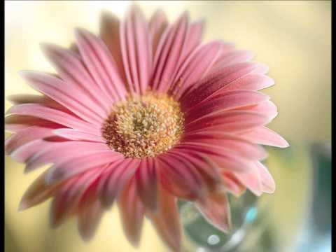 download lagu mp3 mp4 Poo Vasam Lyrics English Meaning, download lagu Poo Vasam Lyrics English Meaning gratis, unduh video klip Poo Vasam Lyrics English Meaning