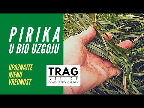 PIRIKA (lat. Agropyrum repens) BIOUZGOJU