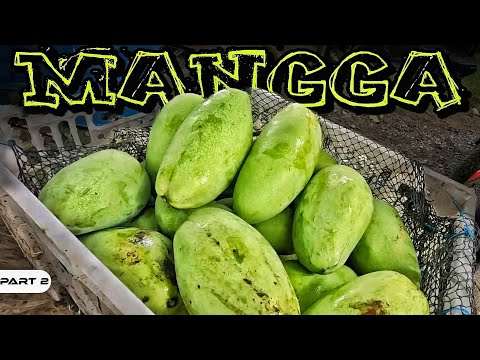 EP997-P2 - Pamimitas ng Mangga