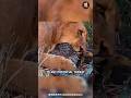 Even Lions Can Struggle To Penetrate The Scales Of This Animal