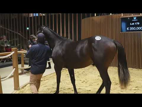 Top Price J1 - N°2 - 400 000E - N (SHAMTEE 2024) - Vente Arqana de Yearlings d'Octobre 2025
