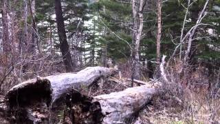 Ptarmigan in Banff