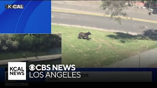 Bear on the move at Southern California park