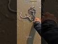 Diving Into Danger Saving The Sea S Most Venomous Snakes