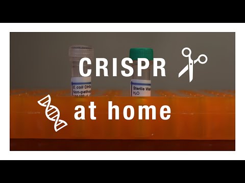 Experimenting with CRISPR Cas-9 at Home