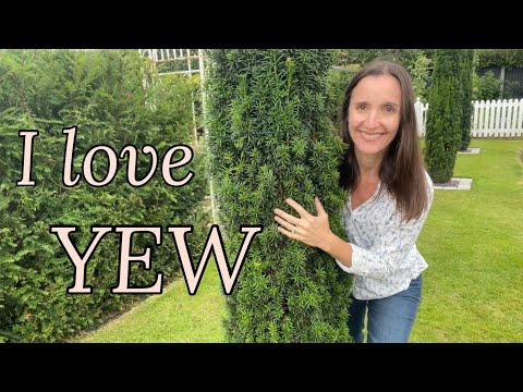 Everything you need to know about Yew