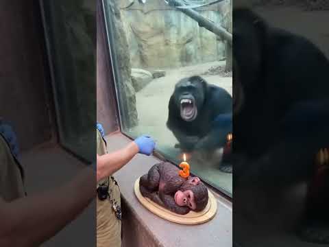 The zookeeper cut a birthday cake    and then real gorilla went berserk #shorts