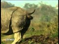 Rhino Pooping