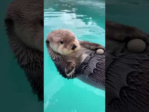Asher Constantine - Otters Pocket - Misc Originals