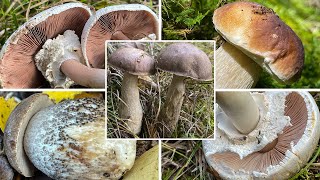 Karbolchampignons | Pilze im Oktober | 04.10.2022 | Speisepilze, Giftpilze & zwei Erstfunde!