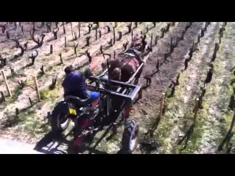 Important Member of Ch. Pontet Canet, the hardworking horse