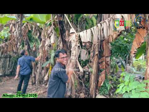 Pendampingan Pemuda Petani Pisang
