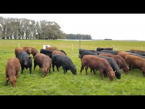 Toros PC a la Venta - Junio 2021