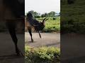 Kangayam Kaalai Jallikattu Kaalai Trending Video