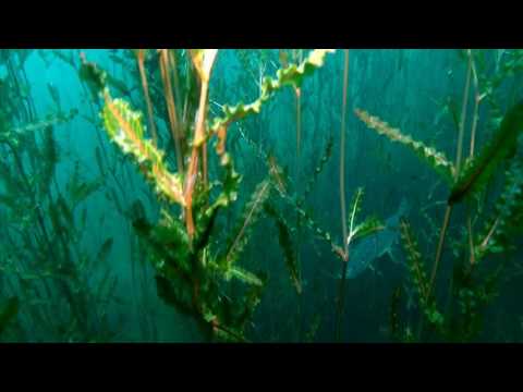 Tauchen im Heidesee  in Holdorf 29.05.2016