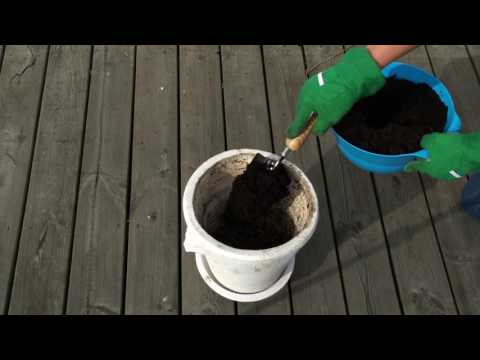 Så planterar du en löklasagne i kruka