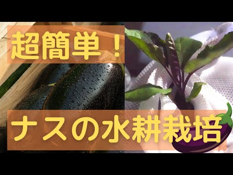 , title : '【野菜の水耕栽培】ナスの水耕栽培のやり方'