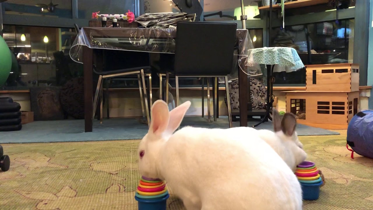 Insider's Guide to Rabbit Toys - The Bunbrary Blog